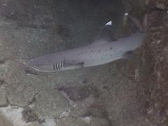 SharkWhiteTip1.jpg